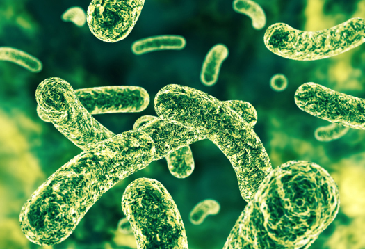 Researchers look at the benefits of probiotic supplementation in elderly