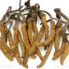 Cordyceps can boost immunity and prevent inflammation in adults