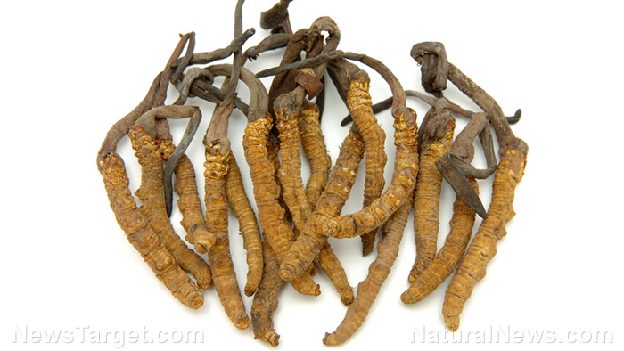 Cordyceps can boost immunity and prevent inflammation in adults