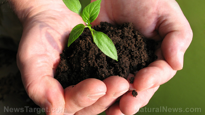 Scientists discover a soil bacteria that can protect against stress