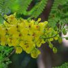 Extract from Caesalpinia mimosoides leaves can improve longevity and resistance to oxidative stress