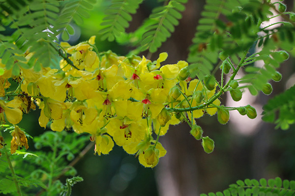 Extract from Caesalpinia mimosoides leaves can improve longevity and resistance to oxidative stress