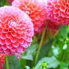 Dahlias- 5 Facts About These Lovely Flowers