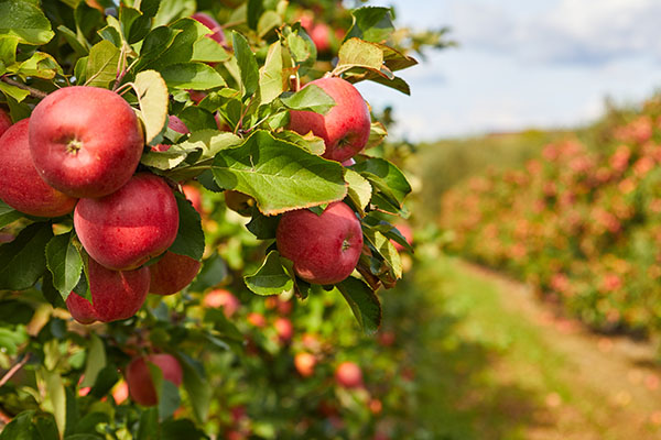 Yes, APPLES do keep the doctor away: Here are some benefits of this wonder fruit