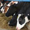 Bird flu detected in dairy cow milk samples