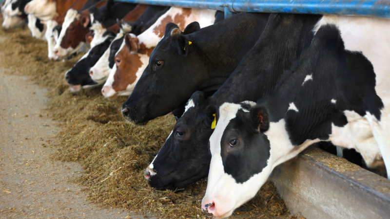 Bird flu detected in dairy cow milk samples